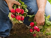 Anonamous figure knealing and holding two bunches of fresh radishes pulled from the soil