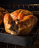 Chicken in roasting pan coming out of the oven with rosemary stuffed in the cavity