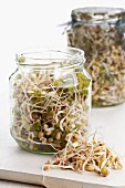 Bean sprouts in sprouting jars