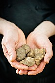 Hands holding white truffles