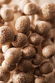 Fresh brown shimeji mushrooms (close-up)