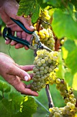Chardonnay-Trauben vom Rebstock schneiden im Weinberg von Bellavista, Erbusco, Lombardei, Italien