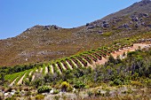 Pinot Noir Weinberg von Oak Valley Estate, Elgin, Western Cape, Südafrika