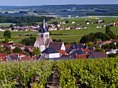 Pinot Meunier und Chardonnay Reben im Weinberg oberhalb Ville-Dommange, Marne, Frankreich