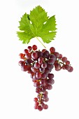 Kalina grapes with a vine leaf