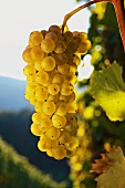Traminer grapes (Steiermark, Austria)