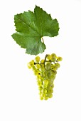 Chardonnay grapes with a vine leaf