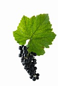 St. Laurent grapes with a vine leaf