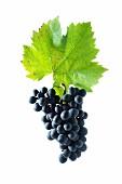 Dunkelfelder grapes with vine leaf