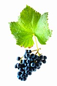 Pinot noir grapes with a vine leaf