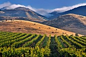 Prachtvolle Weinlandschaft, Kalifornien, USA