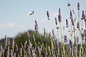 Butterfly in field of lavender against blue sky