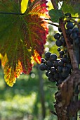A backlit red vine leaf and pinot noir grapes on a vine