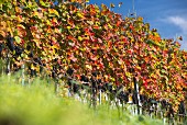 A colourful row of vines at Goldwand