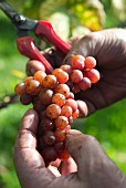 Hands holding freshly picked pinot grigio grapes