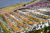 A snowy vineyard in Limmattal (Aargau) in autumnal colours