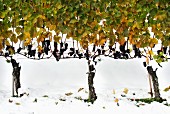 October snow, red grapes on a vine after a snowfall before harvest