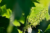 Vine flowers, the birth of the grape