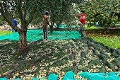 Men harvesting olives