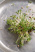 Fresh garden cress (lLepidium sativum) and peppercorns