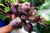 Hands holding a bunch of freshly harvested beetroot