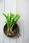 Maiglöckchen mit Wurzeln und Vintage Gartenschere