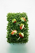 Tomato and quail's egg skewers on a bed of fresh cress