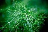 Dew drops on fennel leaves (close-up)