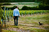 A man and a dog in the Cottonworth vineyards (Hampshire, England)