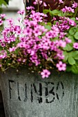 Pink flowers in stone pot