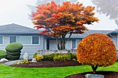 Herbstliche Bäume vor einem Haus