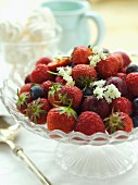 Frische Sommerfrüchte mit gezuckerten Holunderblüten