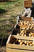 Freshly harvested potatoes in crates in a vegetable garden