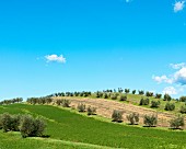 Landschaft mit Feldern und Bäumen in der Toskana