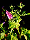 A pink mallow flower, closed