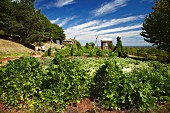 Der restaurierte Thomas Jefferson Gemüsegarten in Monticello, Virginia, USA