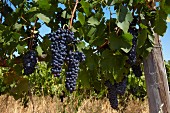 Syrah-Trauben im Weinberg von Scali, Paarl, Western Cape, Südafrika