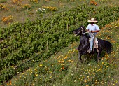 Huaso reitet im Weinberg von Gillmore im Maule-Tal, Chile