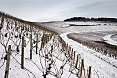 Les Preuses und Vaudesir Weinberge mit dem kleinen La Moutonne, Monopol der Domaine Long Depaquit (Chablis, Yonne, Frankreich)