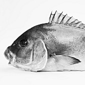 A portrait of a sea bream from the side (black and white image)