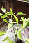 Jalapeno peppers growing in a greenhouse