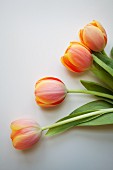 Four tulips