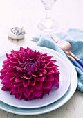 Purple dahlia flower on white plate in vintage setting with pale blue linen napkin and cutlery