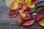 Autumnal cherry leaves and vintage garden shears