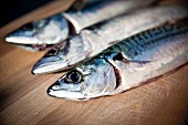 Three freshly caught mackerel on a wooden board