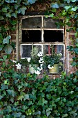 Old stable window with broken panes surrounded by ivy with planters on windowsill