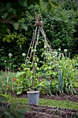 Runner beans growing up tripod in vegetable patch with flowering leeks and poppies