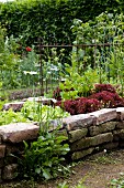 Flowering ox-eye daisies in front of raised bed of lettuces and vegetables with reclaimed brick wall