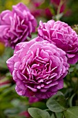 Magenta flowers of English shrub rose 'Young Lycidas'