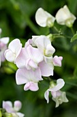 White sweet peas